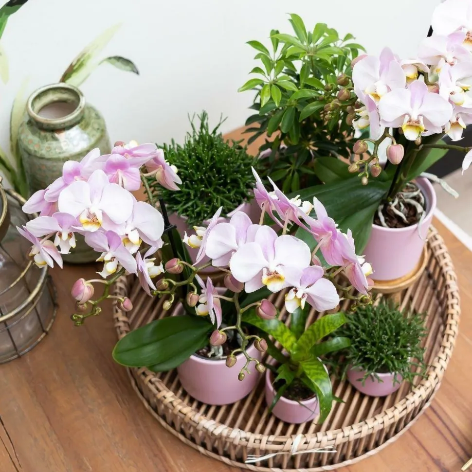 LA GREEN TOUCH - Ensemble de plantes vertes avec orchidée rose et accessoires