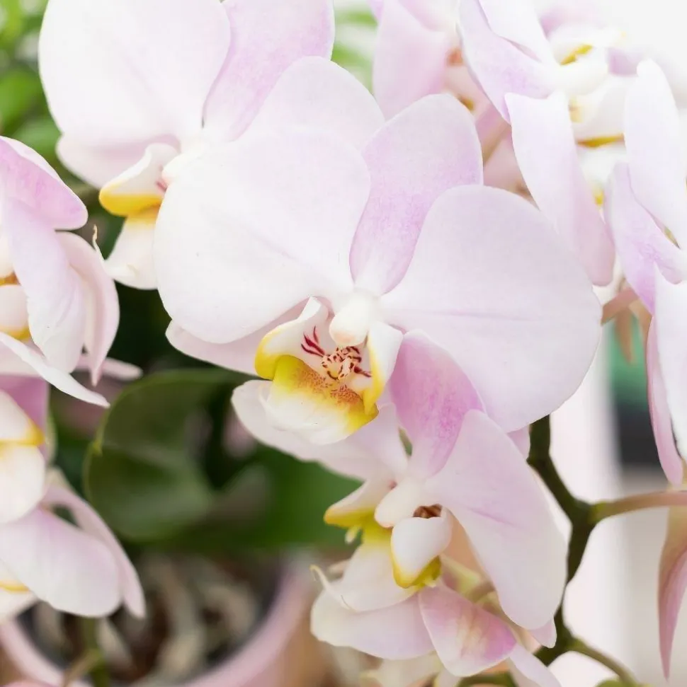LA GREEN TOUCH - Ensemble de plantes vertes avec orchidée rose et accessoires