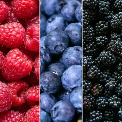 LA GREEN TOUCH - Ensemble de 3 plantes fruitières bio
