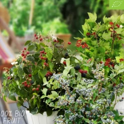 LA GREEN TOUCH - Ensemble de 3 plantes fruitières bio