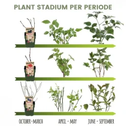 LA GREEN TOUCH - Ensemble de 3 plantes fruitières bio