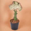 LA GREEN TOUCH - Euphorbe lactea cristata rood