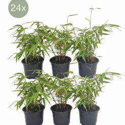 LA GREEN TOUCH - Fargesia rufa lot de 24 bambou - ø13 cm - ↕25 cm - plante d'extérieur