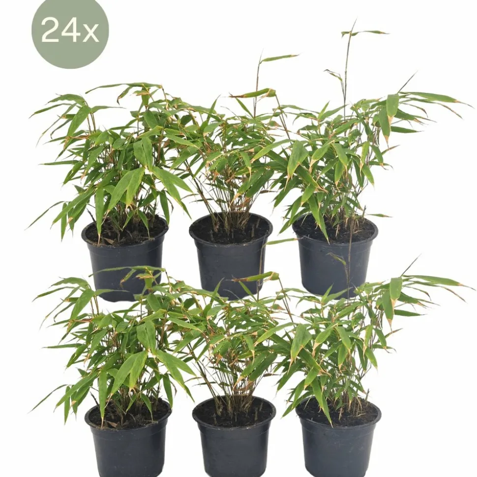 LA GREEN TOUCH - Fargesia rufa lot de 24 bambou - ø13 cm - ↕25 cm - plante d'extérieur
