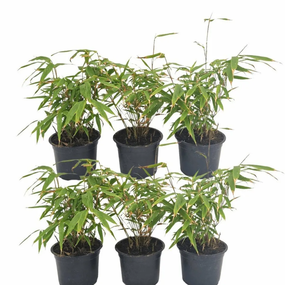 LA GREEN TOUCH - Fargesia rufa lot de 24 bambou - ø13 cm - ↕25 cm - plante d'extérieur