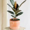 LA GREEN TOUCH - Ficus burgundy 55cm - plante d'intérieur