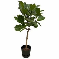 LA GREEN TOUCH - Ficus lyrata et son pot noir + reservoir - hauteur 160cm