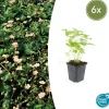 LA GREEN TOUCH - Fraisier des bois (fragaria vesca) x6 – entre 0,38 et 0,5m2
