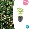 LA GREEN TOUCH - Fraisier des bois (fragaria vesca) x20 – entre 1,25 et 1,67m2