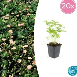 LA GREEN TOUCH - Fraisier des bois (fragaria vesca) x20 – entre 1,25 et 1,67m2
