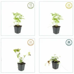 LA GREEN TOUCH - Fraisier des bois (fragaria vesca) x20 – entre 1,25 et 1,67m2