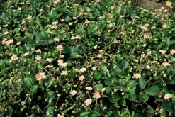 LA GREEN TOUCH - Fraisier des bois (fragaria vesca) x20 – entre 1,25 et 1,67m2