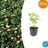 LA GREEN TOUCH - Fraisier des bois (fragaria vesca) x60 – entre 3,75 et 5m2