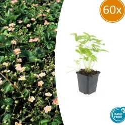 LA GREEN TOUCH - Fraisier des bois (fragaria vesca) x60 – entre 3,75 et 5m2