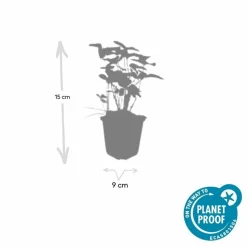 LA GREEN TOUCH - Fraisier des bois (fragaria vesca) x60 – entre 3,75 et 5m2