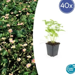 LA GREEN TOUCH - Fraisier des bois (fragaria vesca) x40 – entre 2,5 et 3,33m2