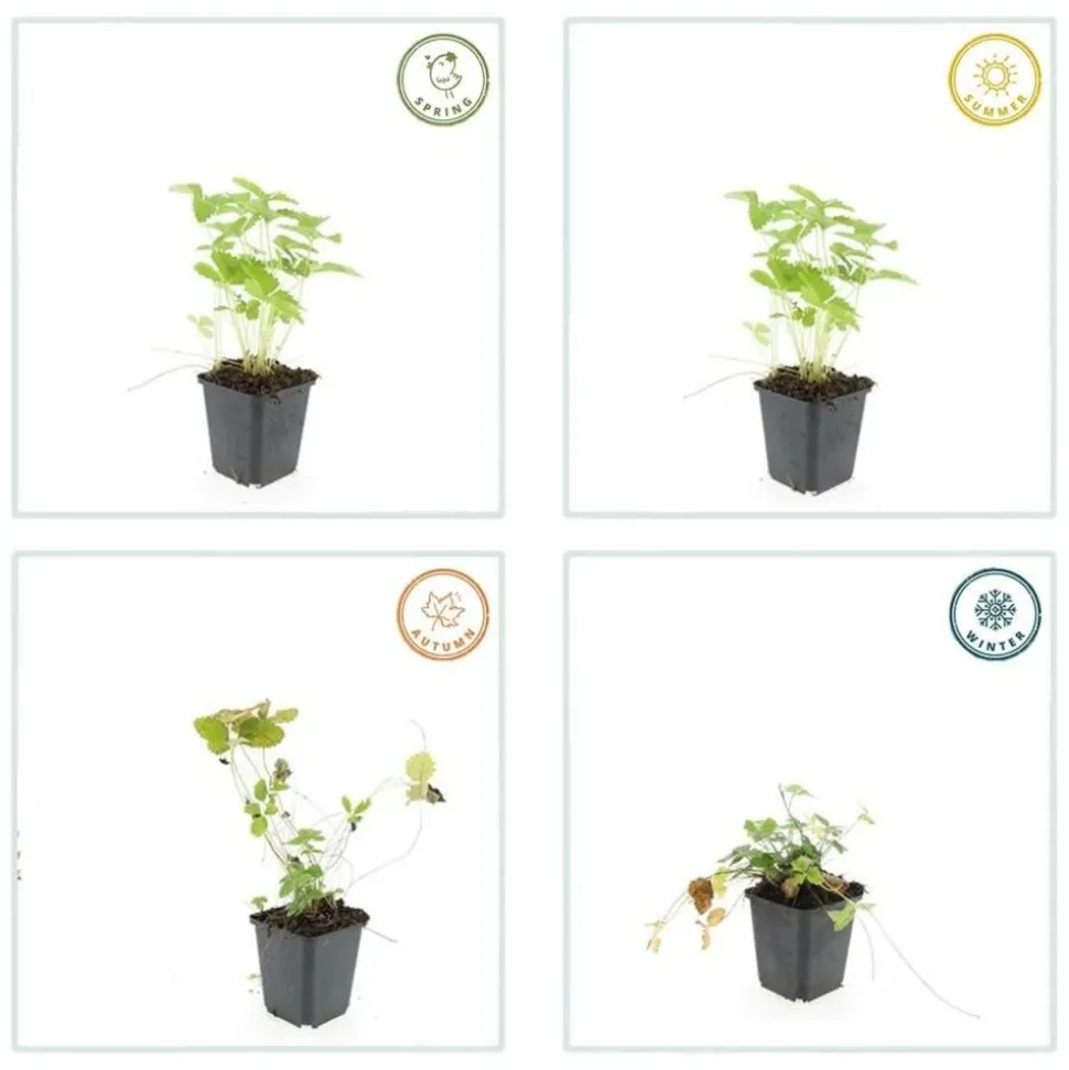 LA GREEN TOUCH - Fraisier des bois (fragaria vesca) x40 – entre 2,5 et 3,33m2