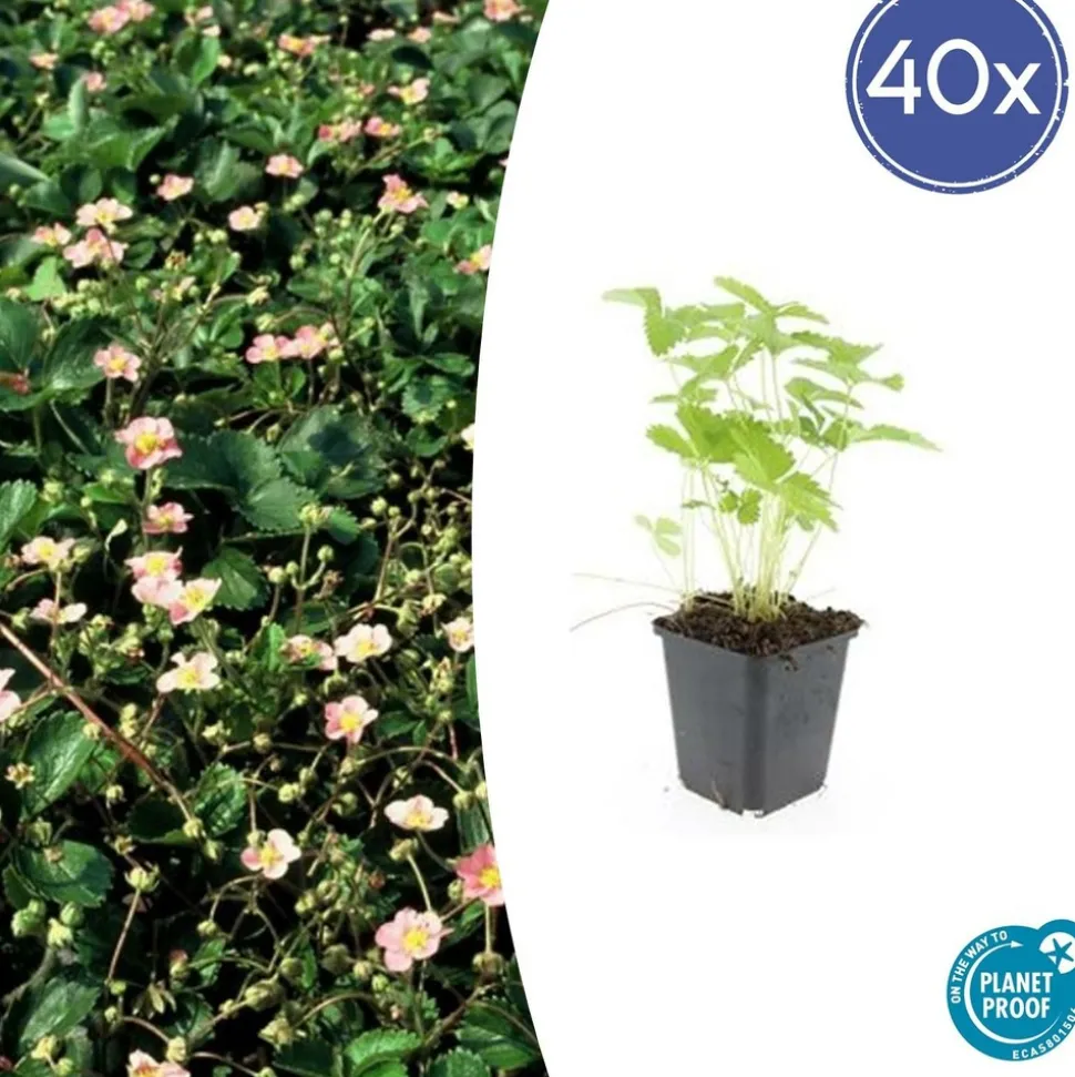 LA GREEN TOUCH - Fraisier des bois (fragaria vesca) x40 – entre 2,5 et 3,33m2