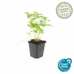 LA GREEN TOUCH - Fraisier des bois (fragaria vesca) x12 – entre 0,75 et 1m2