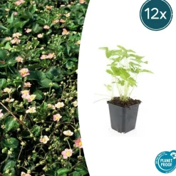 LA GREEN TOUCH - Fraisier des bois (fragaria vesca) x12 – entre 0,75 et 1m2