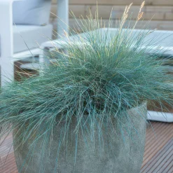 LA GREEN TOUCH - Fétuque bleue 'elijah blue' x60 – entre 3,75 et 5m2