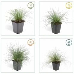 LA GREEN TOUCH - Fétuque bleue 'elijah blue' x20 – entre 1,25 et 1,67m2
