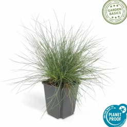 LA GREEN TOUCH - Fétuque bleue 'elijah blue' x20 – entre 1,25 et 1,67m2