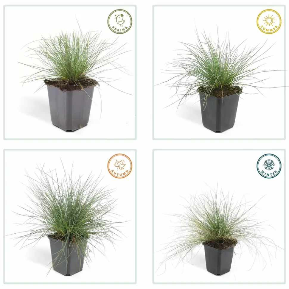 LA GREEN TOUCH - Fétuque bleue 'elijah blue' x12 – entre 0,75 et 1m2
