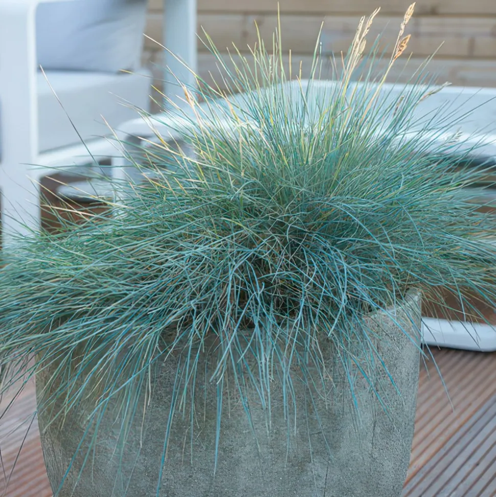 LA GREEN TOUCH - Fétuque bleue 'elijah blue' x12 – entre 0,75 et 1m2
