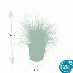 LA GREEN TOUCH - Fétuque bleue 'elijah blue' x6 – entre 0,38 et 0,5m2