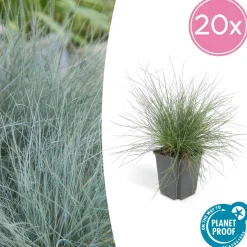 LA GREEN TOUCH - Fétuque bleue 'elijah blue' x40 – entre 2,5 et 3,33m2