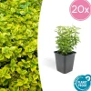 LA GREEN TOUCH - Fusain de fortune 'emerald 'n gold' x20 – entre 1,25 et 1,67m2