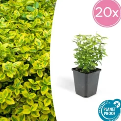 LA GREEN TOUCH - Fusain de fortune 'emerald 'n gold' x20 – entre 1,25 et 1,67m2