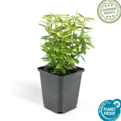 LA GREEN TOUCH - Fusain de fortune 'emerald 'n gold' x20 – entre 1,25 et 1,67m2