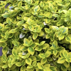 LA GREEN TOUCH - Fusain de fortune 'emerald 'n gold' x20 – entre 1,25 et 1,67m2