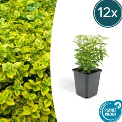 LA GREEN TOUCH - Fusain de fortune 'emerald 'n gold' x20 – entre 1,25 et 1,67m2
