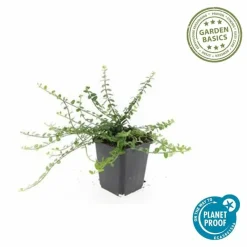 LA GREEN TOUCH - Fusain de fortune 'minimus' x6 – entre 0,38 et 0,5m2