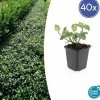 LA GREEN TOUCH - Fusain de fortune 'dart's blanket' x40 – entre 2,5 et 3,33m2