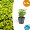 LA GREEN TOUCH - Fusain de fortune 'emerald 'n gold' x60 – entre 3,75 et 5m2