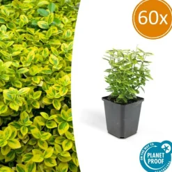 LA GREEN TOUCH - Fusain de fortune 'emerald 'n gold' x60 – entre 3,75 et 5m2
