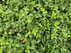 LA GREEN TOUCH - Fusain de fortune 'minimus' x12 – entre 0,75 et 1m2