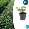 LA GREEN TOUCH - Fusain de fortune 'dart's blanket' x12 – entre 0,75 et 1m2