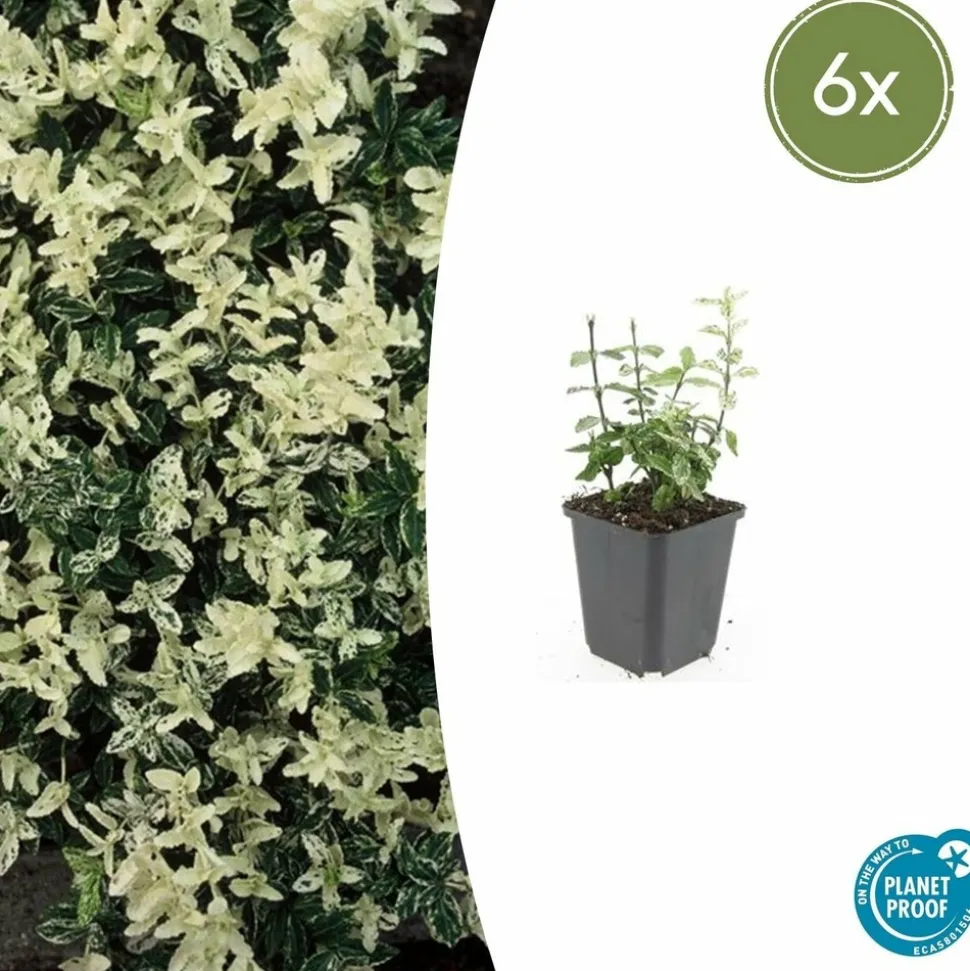 LA GREEN TOUCH - Fusain de fortune 'harlequin' x6 – entre 0,38 et 0,5m2