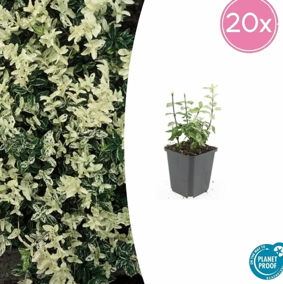 LA GREEN TOUCH - Fusain de fortune 'harlequin' x6 – entre 0,38 et 0,5m2