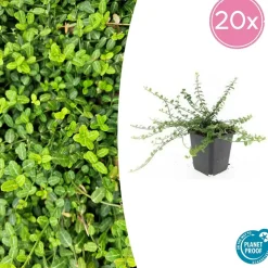 LA GREEN TOUCH - Fusain de fortune 'minimus' x40 – entre 2,5 et 3,33m2