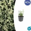 LA GREEN TOUCH - Fusain de fortune 'harlequin' x40 – entre 2,5 et 3,33m2