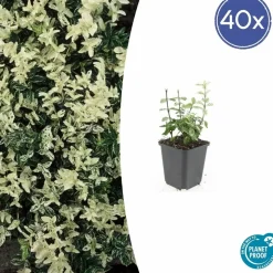 LA GREEN TOUCH - Fusain de fortune 'harlequin' x40 – entre 2,5 et 3,33m2