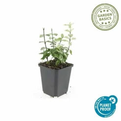 LA GREEN TOUCH - Fusain de fortune 'harlequin' x40 – entre 2,5 et 3,33m2