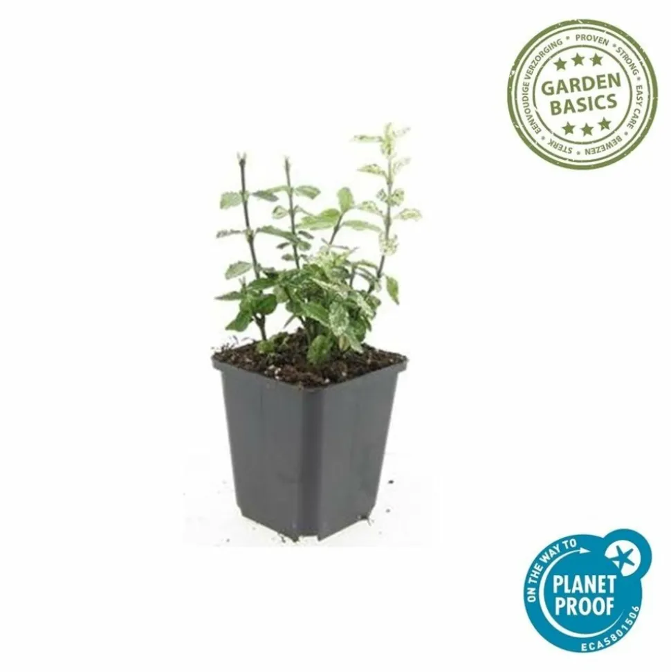 LA GREEN TOUCH - Fusain de fortune 'harlequin' x40 – entre 2,5 et 3,33m2