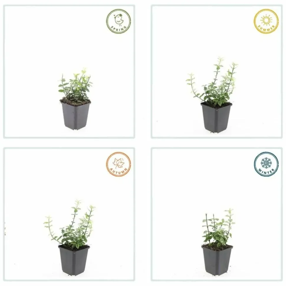 LA GREEN TOUCH - Fusain de fortune 'harlequin' x40 – entre 2,5 et 3,33m2